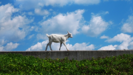 goat s portrait on a green sunny meadow background の写真素材