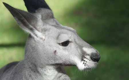 close up of pretty kangaroo isolated on green backgroundの写真素材