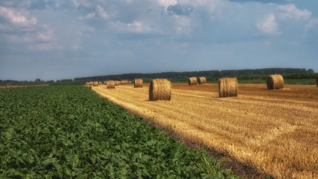 harvestの写真素材