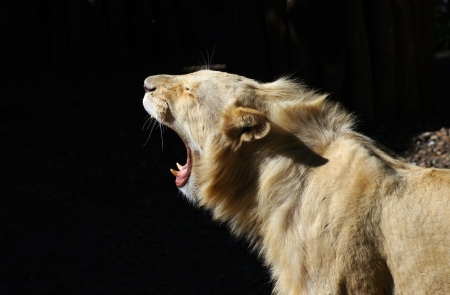 Portrait of beautiful,proud white lion isolated on black backgroundの写真素材