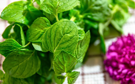 fresh mintの写真素材