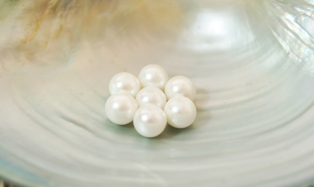 pearls in a shellの写真素材