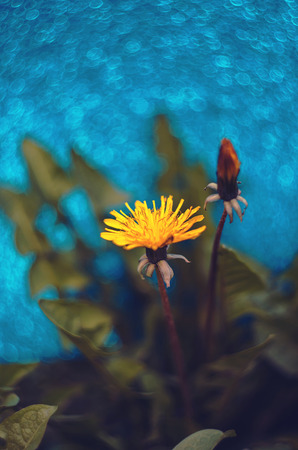 Flowersの写真素材