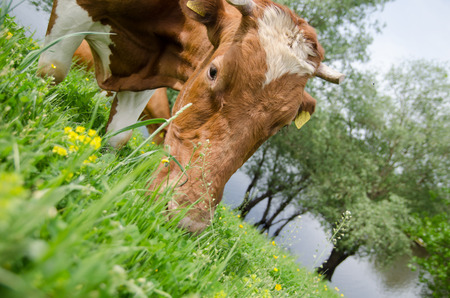 Herd of cows at summer green fieldの写真素材