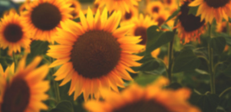 blur Sunflowerの写真素材