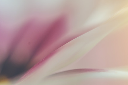 Floral background blurredの写真素材