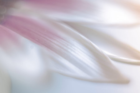 Floral background blurredの写真素材