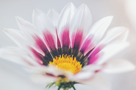 Floral background blurredの写真素材