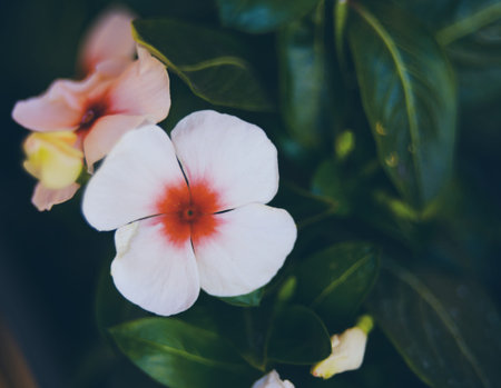 Floral background blurred