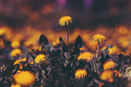 Floral background blurredの写真素材