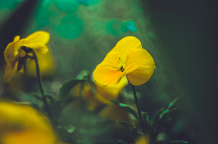 Floral background blurredの写真素材