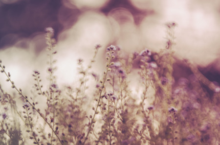 Floral background blurredの写真素材