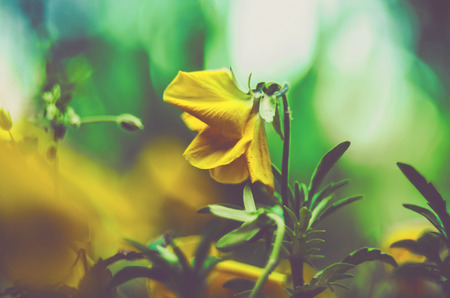 Floral background blurredの写真素材