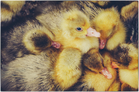 baby ducksの写真素材