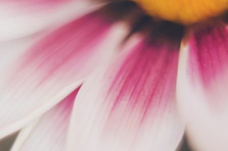 flower backgroundの写真素材