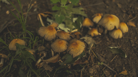 mushroomsの写真素材