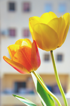 BEAUTIFUL TULIPの写真素材