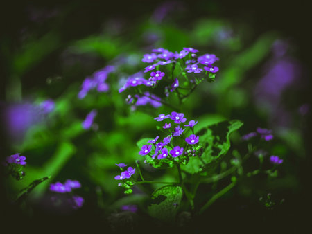 blurred flowers