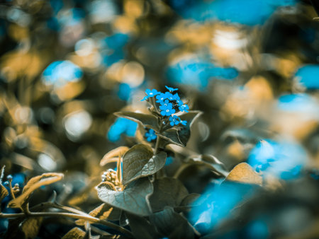 blurred flowers