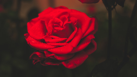 red roseの写真素材