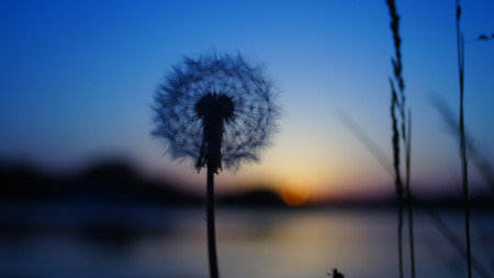 blurred dandelion backgroundの写真素材