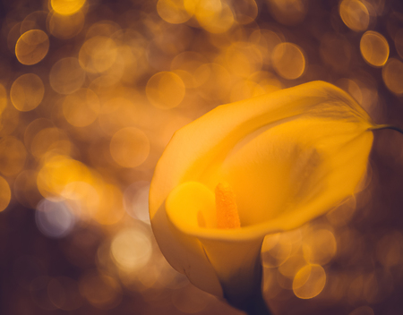 beautiful flower in yellow colorの写真素材