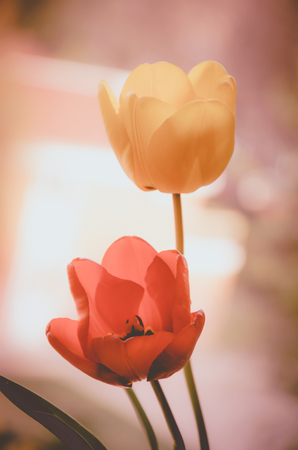 beautiful tulips in pastel colorsの写真素材