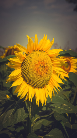 sunflower in field on sunny summer dayの写真素材