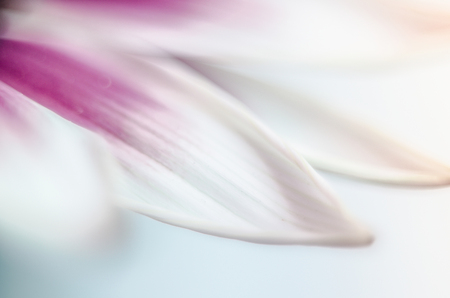 Blurred flower background and soft lightの写真素材