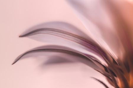 Blurred flower background and soft lightの写真素材