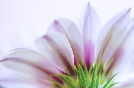 Blurred flower background and soft lightの写真素材