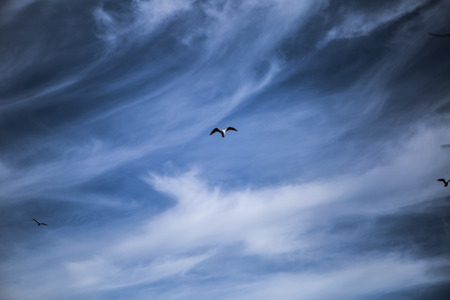 blue sky and birdの写真素材