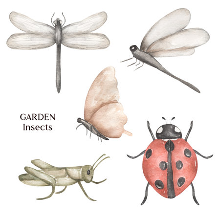 Garden insects Clip art, Watercolor hand drawn ladybug, butterfly, grasshopper, dragonfly clip art.の写真素材