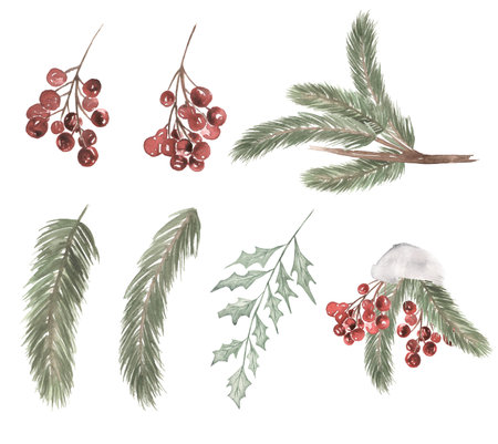 Christmas Florals Clipart set, Watercolor Winter Holiday Party decoration, Pine Tree, Berries illustrationの写真素材