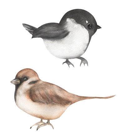 Winter Bird Clipart, Watercolor Sparrow and chicadees birds illustration set, Animals, card templateの写真素材
