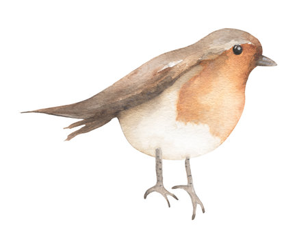 Winter Bird Clipart, Watercolor Robin bird illustration, Animals, card templateの写真素材