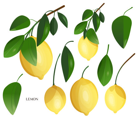 Lemon Branch Illustration Set, Hand drawn Tropical Yellow Fruit and green leaves Clip art, Botanical floral print, Kitchen Wall Art, Wedding Invitation, design, card makingの写真素材