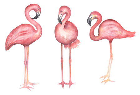 Watercolor hand drawn flamingos clipart set. Pink big exotic birds illustration.の写真素材