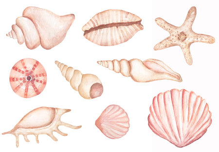 Watercolor set of isolated marine  shells objects, starfish clipart. Delicate pink and beige illustrationsの写真素材