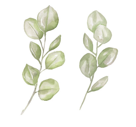 Watercolor eucalyptus clipart, greenery branches set, delicate spring florals illustration.の写真素材