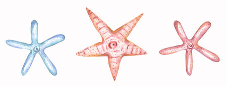Watercolor marine objects set, starfish clipart. Delicate blue and pink illustrationsの写真素材