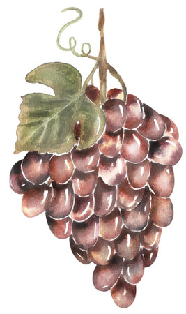 Watercolor illustration of bunches of red grapes. Hand painted botanical design elementsの写真素材