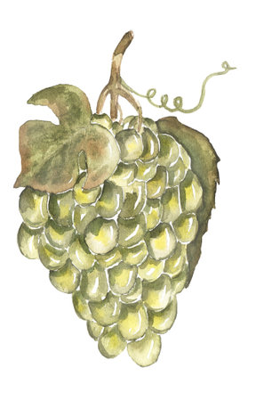 Watercolor illustration of bunches of green grapes. Hand painted botanical design elementsの写真素材