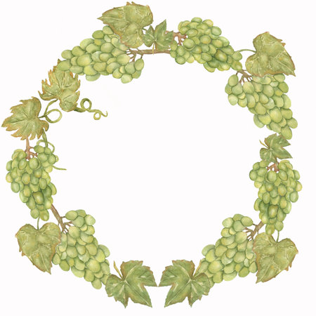 Beautiful Watercolor Hand drawn grapes wreath in green and yellow colors.の写真素材