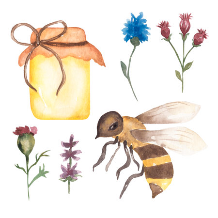 Watercolor bee and honey set, wildflowers illustration, field floral,  hand drawn insect clip art.の写真素材