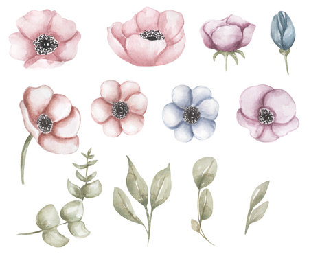 Watercolor set of pink flowers. Botanical watercolor illustrations, floral elements, anemones flower clipart with greenery.の写真素材