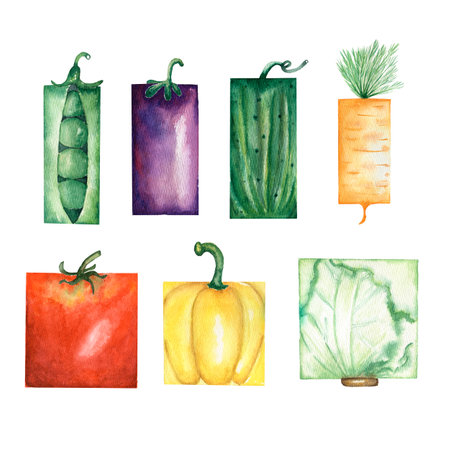 Watercolor garden vegetables set. Hand drawn illustrations:  tomato,egg-plant,cucumber,peas,carrot,cabbage and bell pepper. Garden organic hand drawn vegetable objects isolated on white background.の写真素材