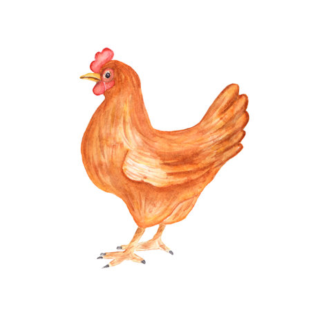 Watercolor chicken hen bird isolated on a white background. Hand drawn colorful farm bird illustration.の写真素材