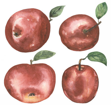 Watercolor hand drawn Apple Clipart, red Fruit Illustration, Autumn Harvest, Eco food, Nature clip art, Garden fruitの写真素材