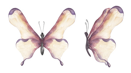 Watercolor violet and yellow butterfly illustration, butterfly clipart set. garden insect clip artの写真素材